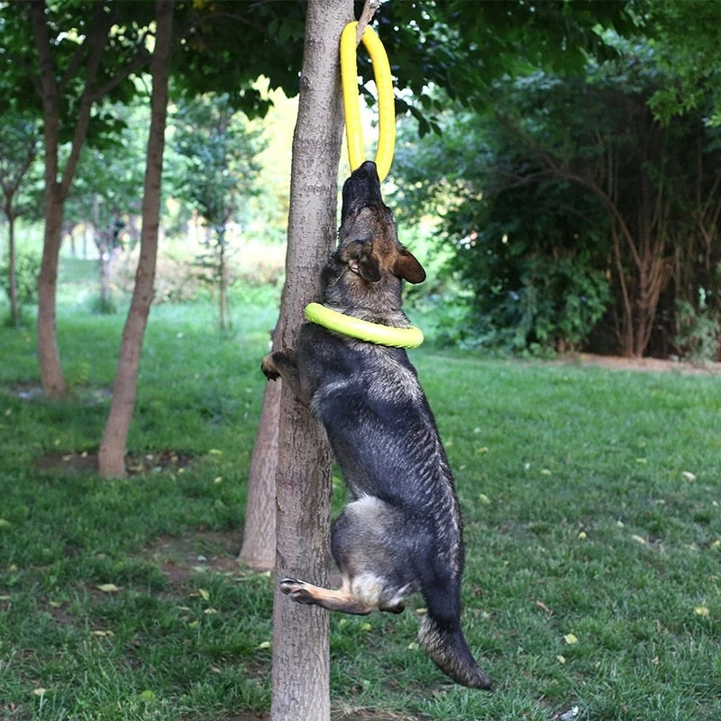 Dog Disk