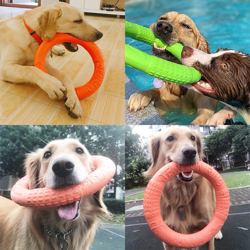 Dog Disk